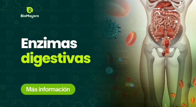enzimas-digestivas